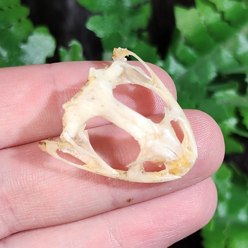 Asian Grass Frog Skulls