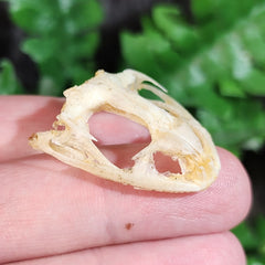 Asian Grass Frog Skulls