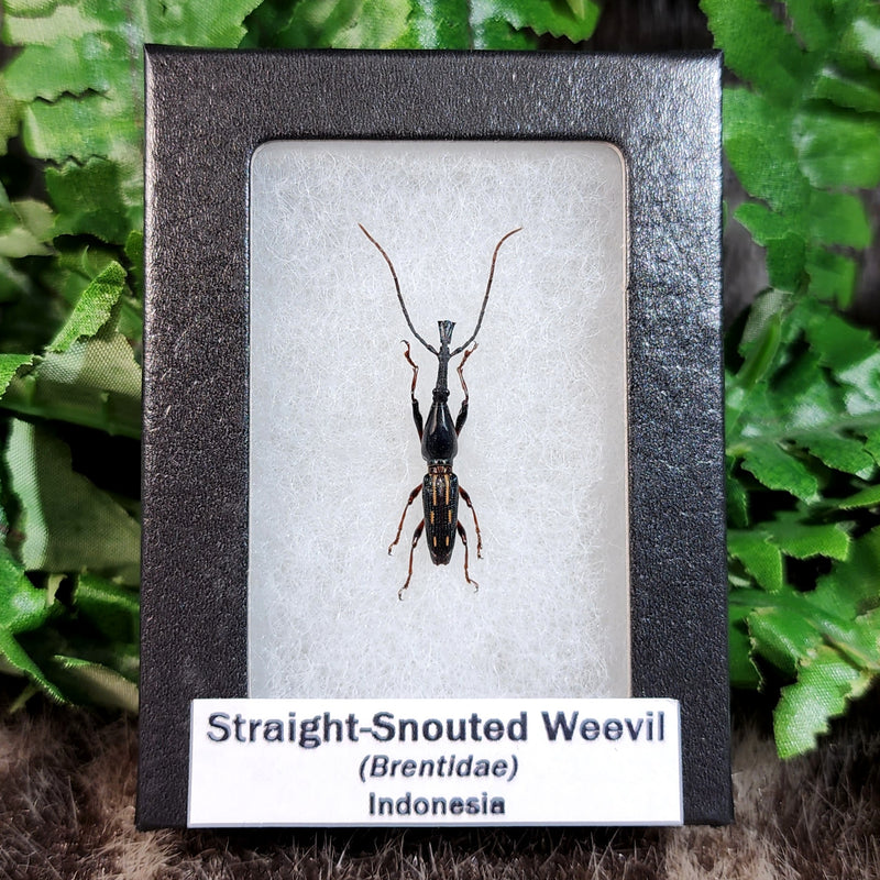 Straight-Snouted Weevil