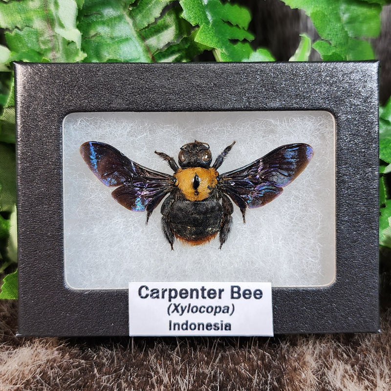 Carpenter Bees