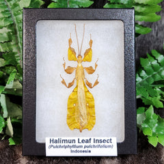 Halimun Leaf Insects (Yellow)