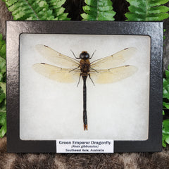 Green Emperor Dragonfly, XL