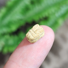 Ancient Egyptian Funerary Scarab V