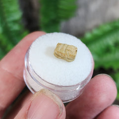Ancient Egyptian Funerary Scarab V