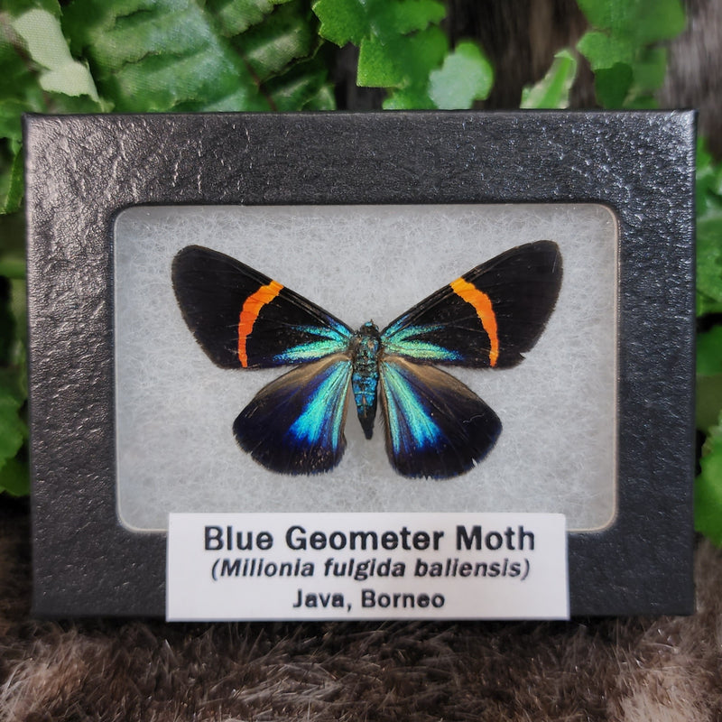 Blue Geometer Moth