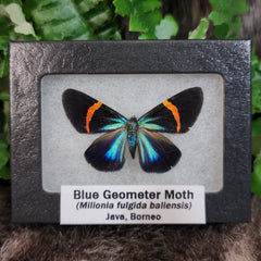 Blue Geometer Moth