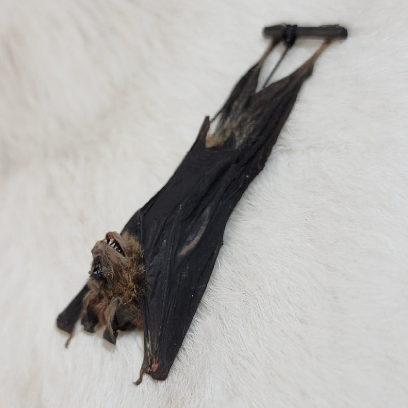 Blyth's Horseshoe Bat Taxidermy, Hanging