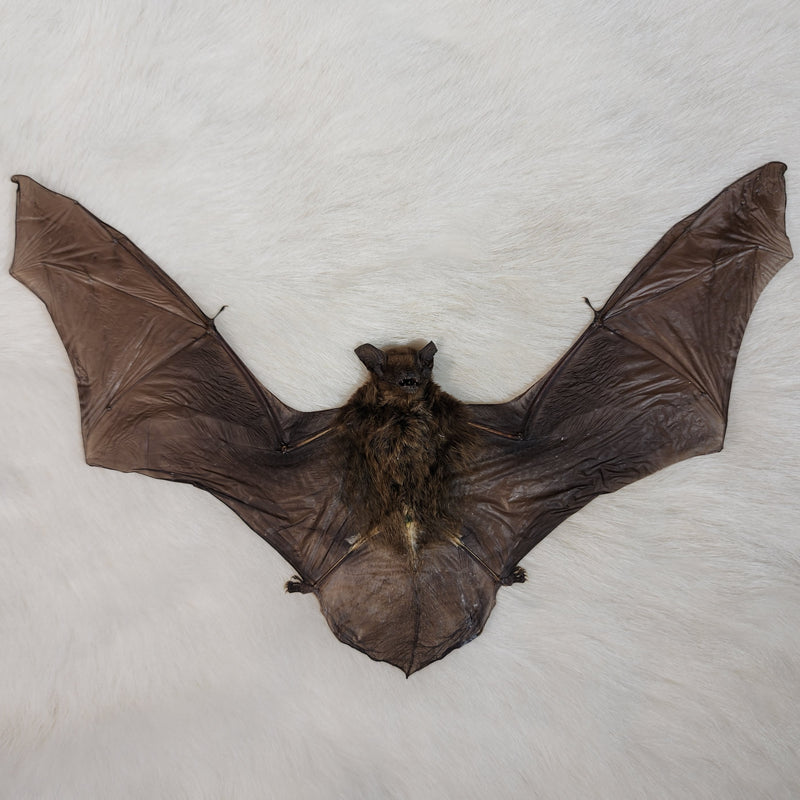 Kuhlii Pipistrelle Bat Taxidermy