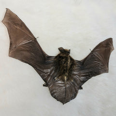 Kuhlii Pipistrelle Bat Taxidermy