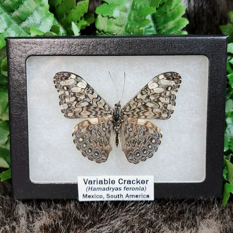 Variable Cracker Butterfly