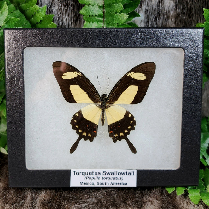 Torquatus Swallowtail Butterfly