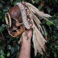 Asmat Ancestor Skull A