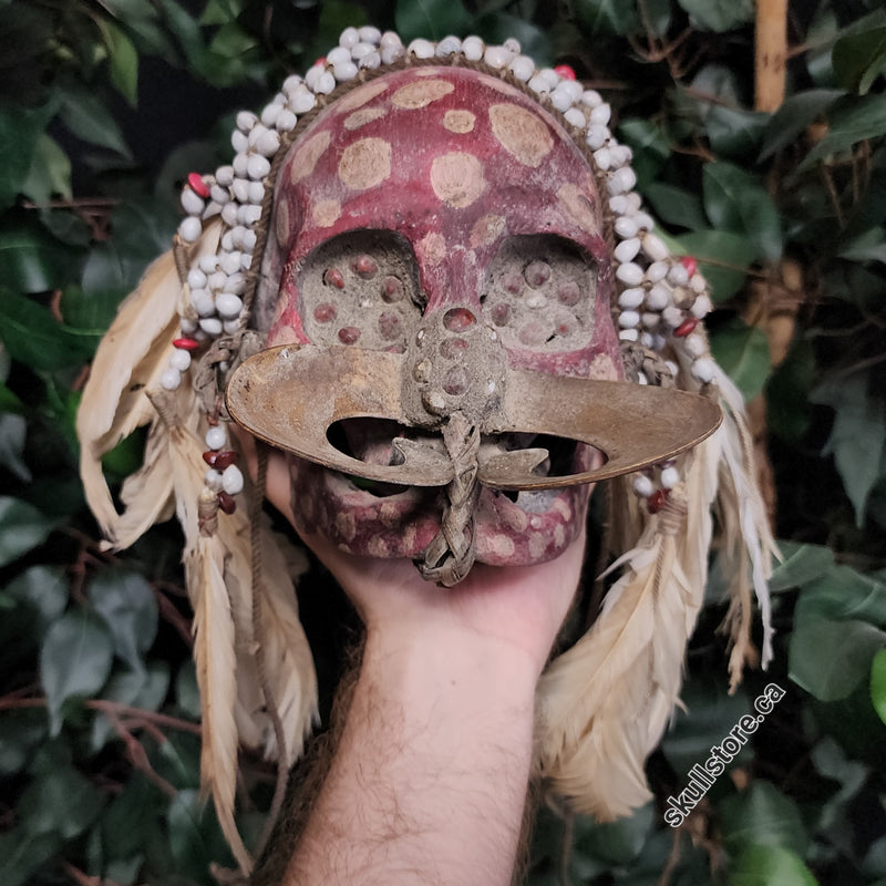 Asmat Ancestor Skull B