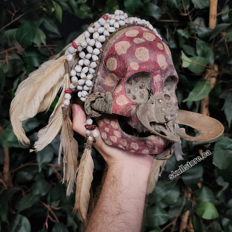 Asmat Ancestor Skull B