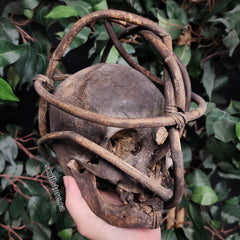 Iban Dayak Ethnographic Skull, B