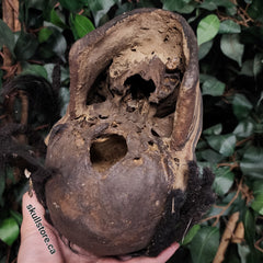 Iatmul Overmodeled Human Skull