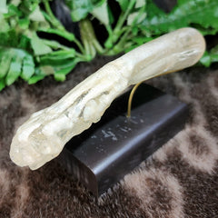 House Cat Arm, In Resin