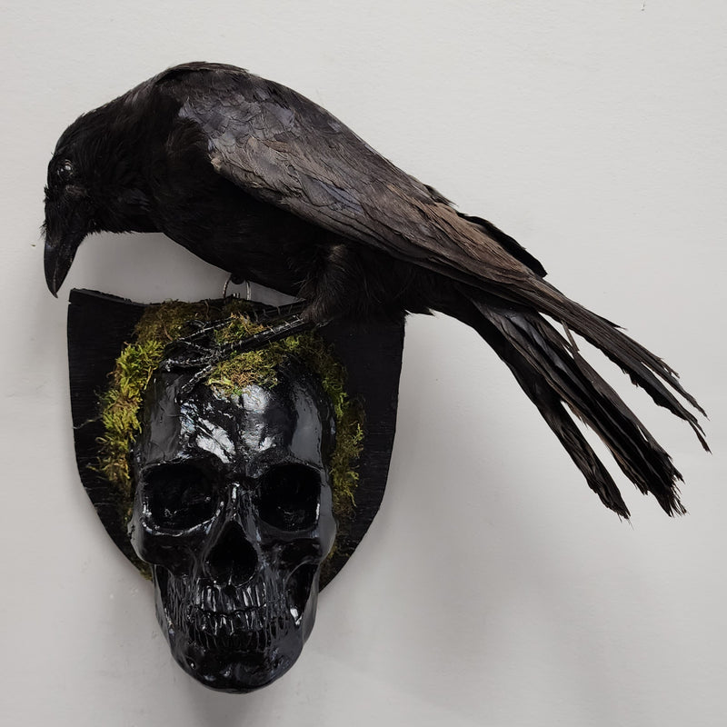 Carrion Crow Taxidermy, Wall Mount D