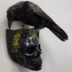 Carrion Crow Taxidermy, Wall Mount D