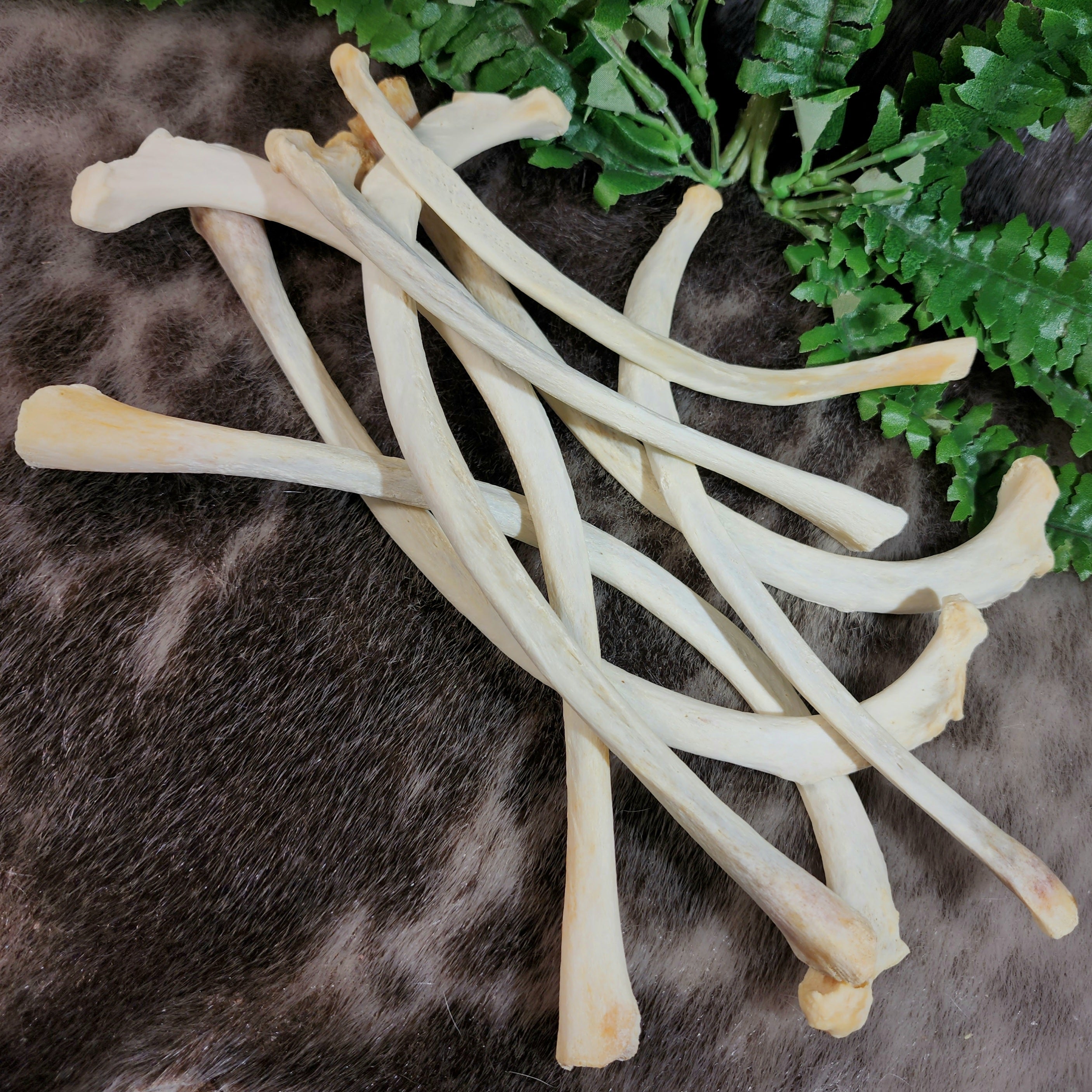 Lion Rib Bones, Captive-Born SkullStore - Main Image