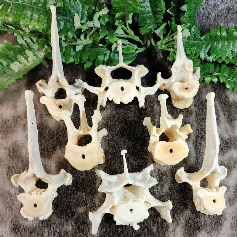 Lion Vertebrae Bones, Captive-Born