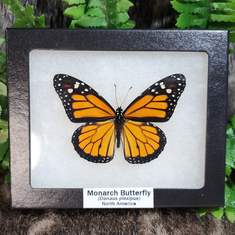 Monarch Butterfly