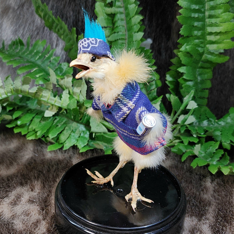 Chick Taxidermy, Punk C