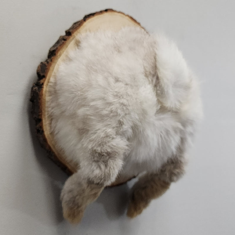 Bunny Butt Taxidermy A