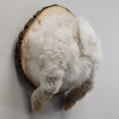Bunny Butt Taxidermy A