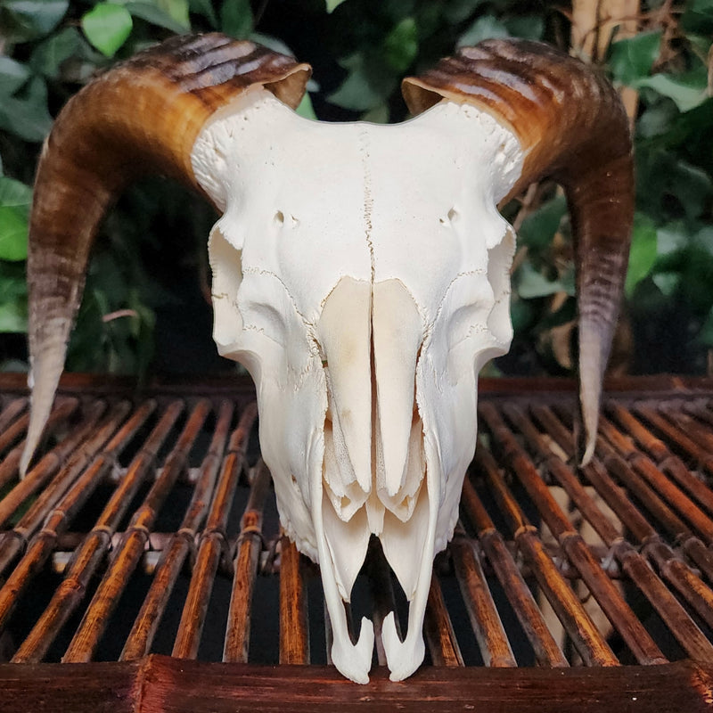 Ram Skull, B