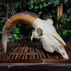 Ram Skull, B