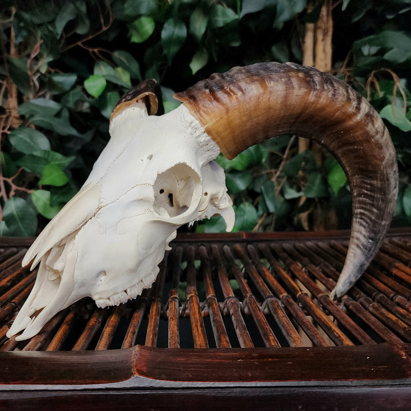 Ram Skull, B