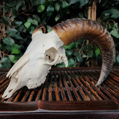 Ram Skull, B