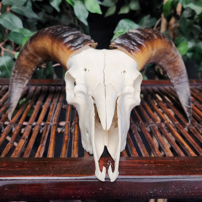 Ram Skull, C