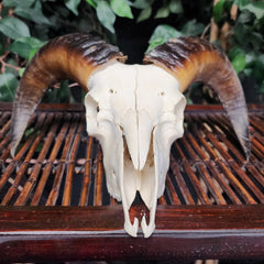 Ram Skull, C