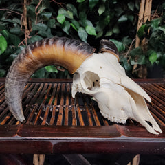 Ram Skull, C