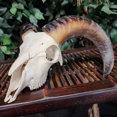 Ram Skull, C