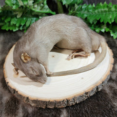 Rat Taxidermy, Sleepy Time Squeeker