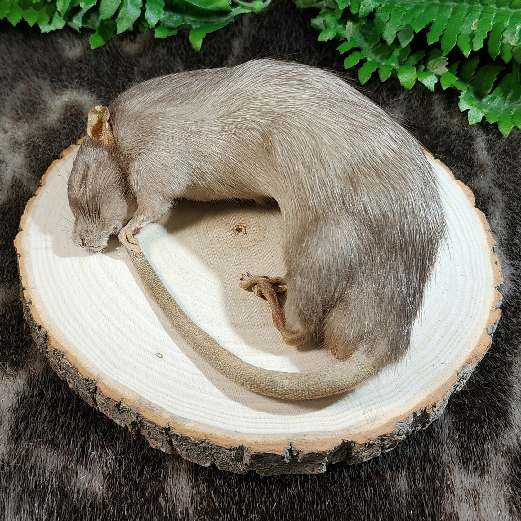 Rat Taxidermy, Sleepy Time Squeeker SkullStore Inc.