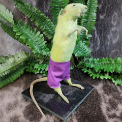 Rat Taxidermy, Very Credible Hulk