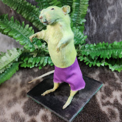 Rat Taxidermy, Very Credible Hulk