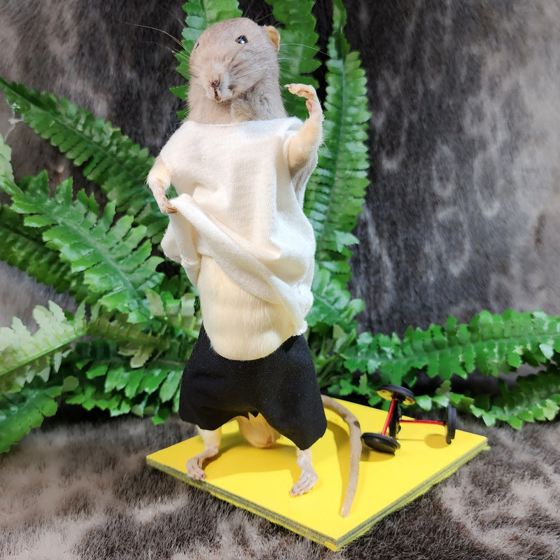Rat Taxidermy, Gym Rat