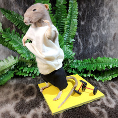 Rat Taxidermy, Gym Rat
