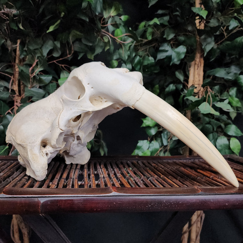 Walrus Skull, 12" Tusks