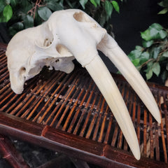 Walrus Skull, 12