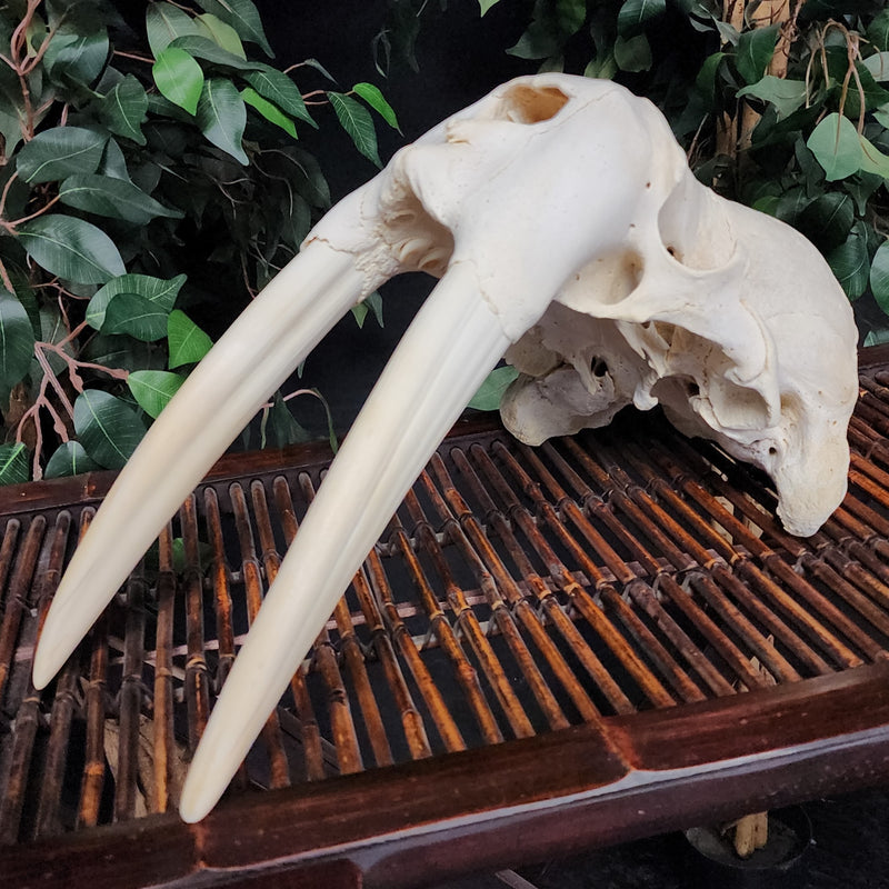 Walrus Skull, 12" Tusks