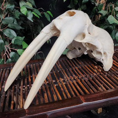 Walrus Skull, 12