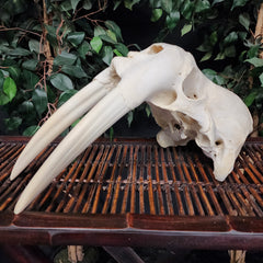 Walrus Skull, 12