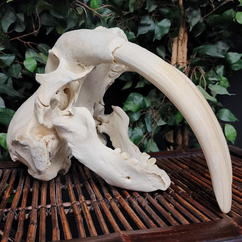 Walrus Skull, 13.5" Tusks