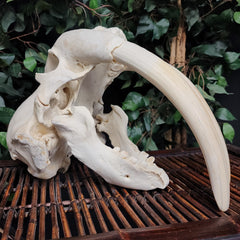 Walrus Skull, 13.5
